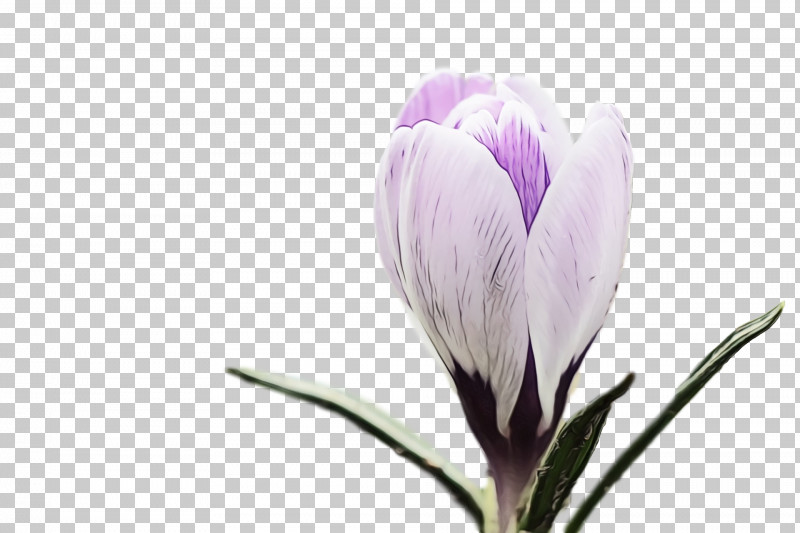 Flower Plant Petal Spring Crocus Crocus PNG, Clipart, Crocus, Flower, Flowers, Iris Family, Paint Free PNG Download