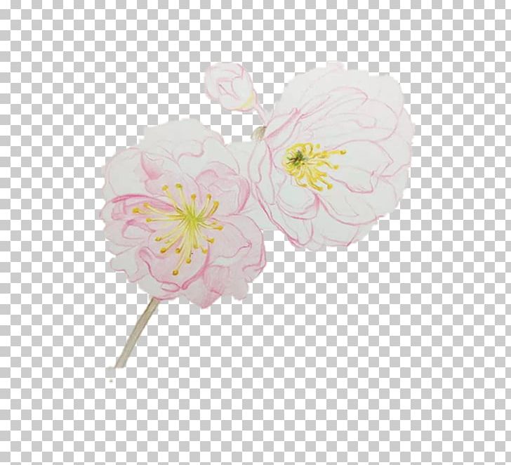 Cherry Blossom PNG, Clipart, Blossom, Blossoms, Cerasus, Cherry, Cut Flowers Free PNG Download