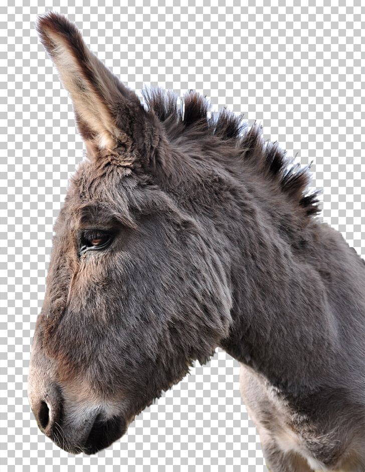 Donkey PNG, Clipart, Donkey Free PNG Download