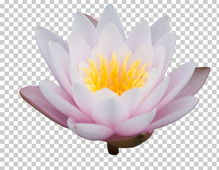 Nelumbo Nucifera Floral Design PNG, Clipart, Aquatic Plant, Blog, Cartoon Flower, Desktop Wallpaper, Download Free PNG Download