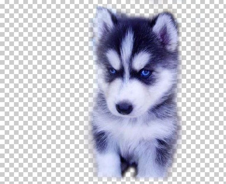 Siberian Husky Papillon Dog Alaskan Malamute PNG, Clipart, Animals, Canadian Eskimo Dog, Carnivoran, Childhood, Dog Breed Free PNG Download