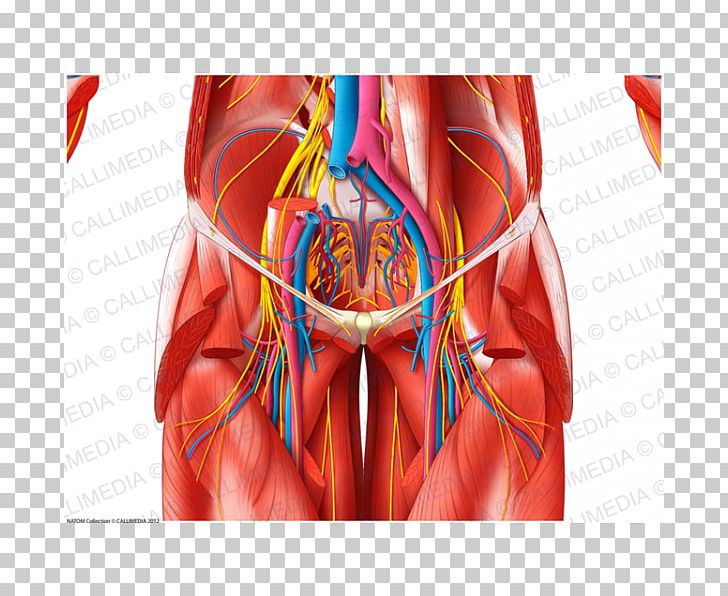 Blood Vessel Anatomia Y Fisiologia Muscle Pelvis Nerve PNG, Clipart, Abdomen, Anatomia Y Fisiologia, Anatomy, Blood Vessel, Coronal Plane Free PNG Download