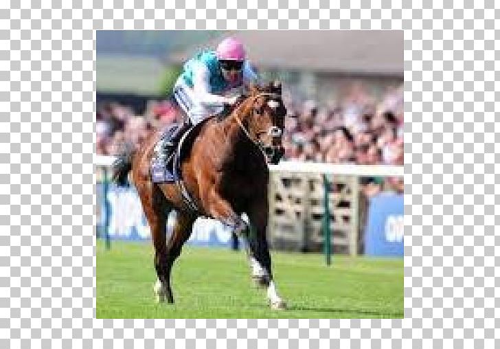Horse Racing Jockey Ascot Racecourse Stallion PNG, Clipart, Animals, Animal Sports, Ascot Racecourse, Bridle, Champion Stakes Free PNG Download