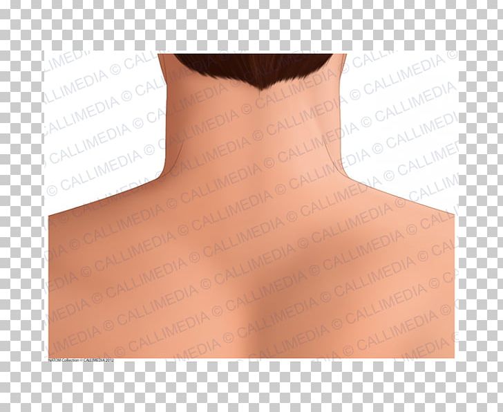 Nape Posterior Triangle Of The Neck Shoulder Anatomy PNG, Clipart, Abdomen, Anatomia Y Fisiologia, Anatomy, Angle, Chest Free PNG Download
