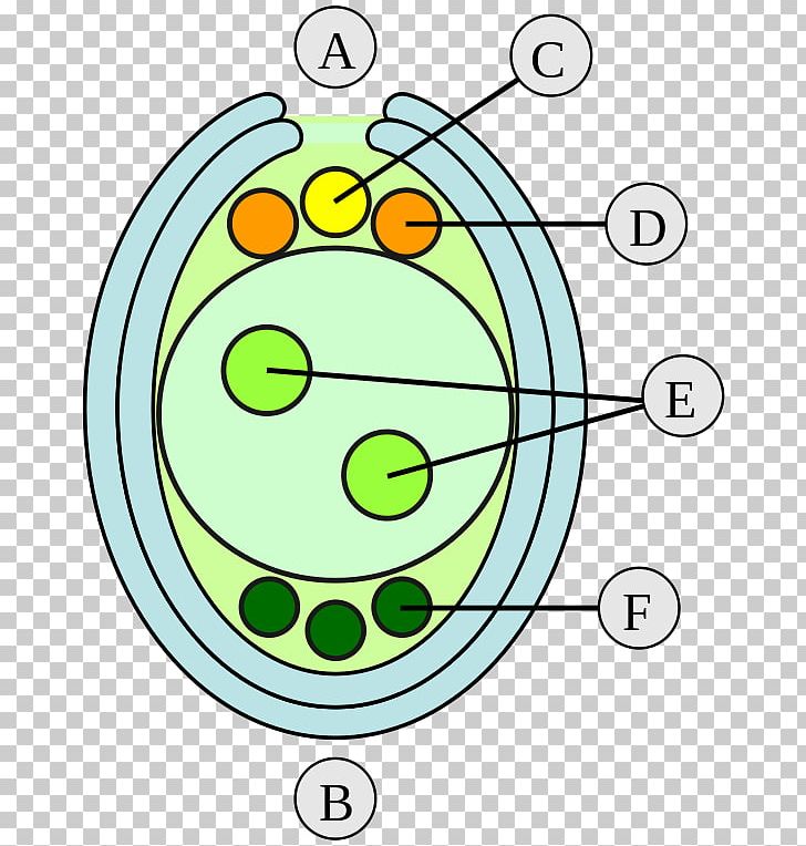 Ovule Double Fertilization Embryo Megaspore Gametophyte PNG, Clipart, Area, Biology, Cell, Circle, Double Fertilization Free PNG Download