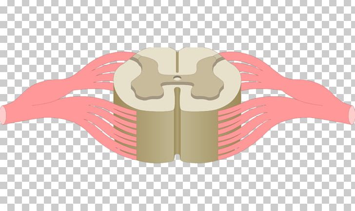Spinal Cord Vertebral Column Nervous System Anatomy Spinal Nerve PNG, Clipart, Anatomy, Angle, Central Canal, Central Nervous System, Cross Section Free PNG Download