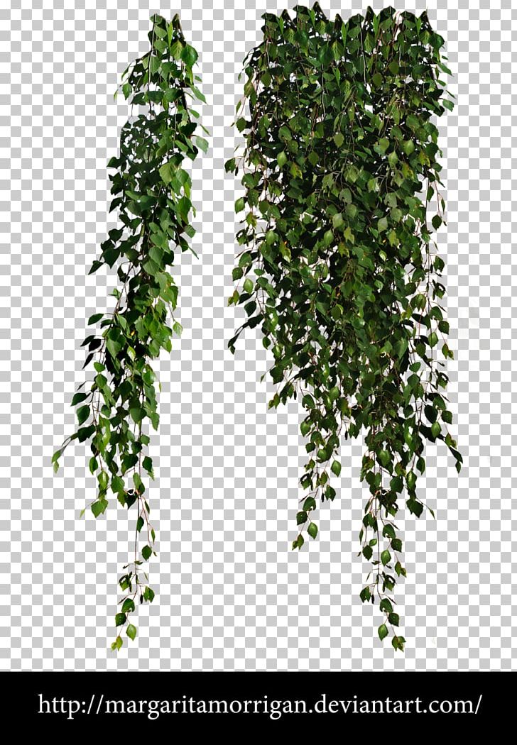 Plant Vine PNG, Clipart, Branch, Clip Art, Computer Icons, Desktop Wallpaper, Download Free PNG Download