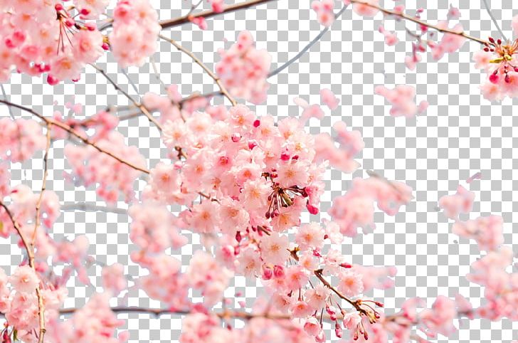 Japan Cherry Blossom 4K Resolution PNG, Clipart, 4k Resolution, 720p, 1440p, Aspect Ratio, Blossom Free PNG Download