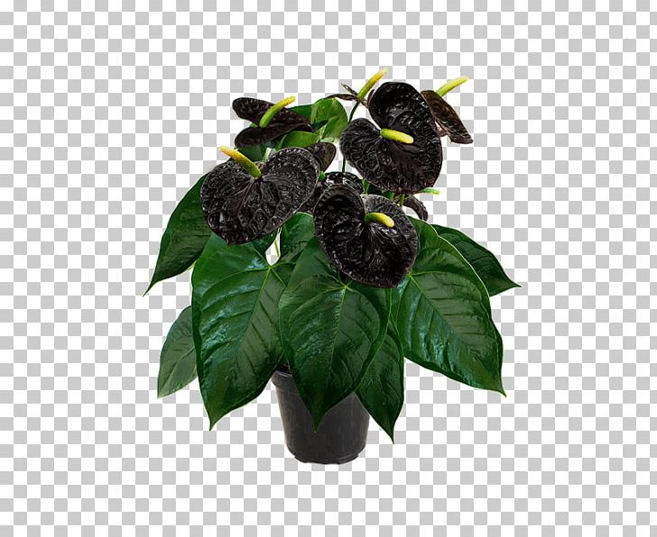 Leaf Flowerpot Fruit PNG, Clipart, Anthurium, Flowerpot, Fruit, Leaf, Plant Free PNG Download