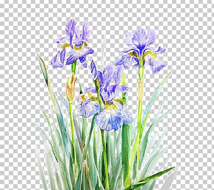 Northern Blue Flag Watercolor Painting Computer Icons PNG, Clipart, Computer Icons, Download, Flower, Flowering Plant, Iris Free PNG Download