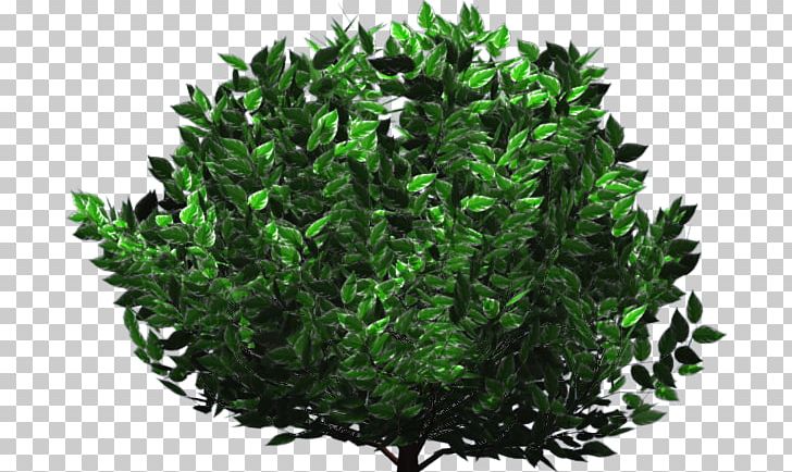 Tree Shrub Herb Evergreen Leaf PNG, Clipart, Cornus Alba, Evergreen, Grass, Herb, Leaf Free PNG Download