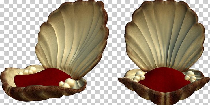 Seashell PNG, Clipart, Animals, Artifact, Computer Icons, Dishware, Download Free PNG Download