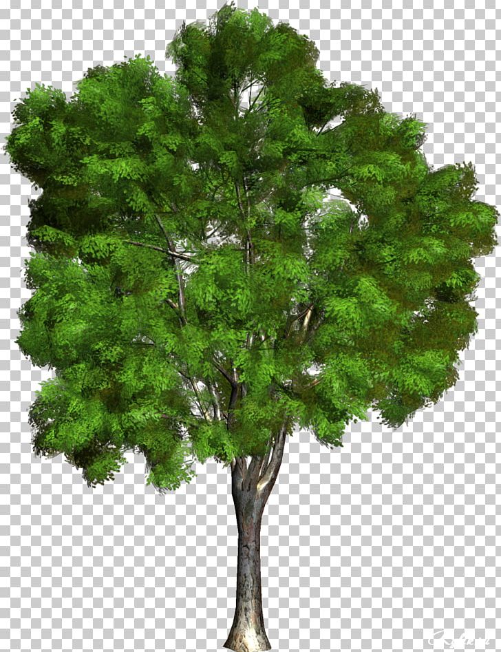 Champak Branch Tree PNG, Clipart, Botany, Branch, Champak, Evergreen, Grass Free PNG Download