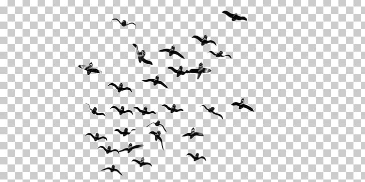 Bird Flight Bird Flight Flock PNG, Clipart, Angle, Animals, Bird, Design, Desktop Wallpaper Free PNG Download