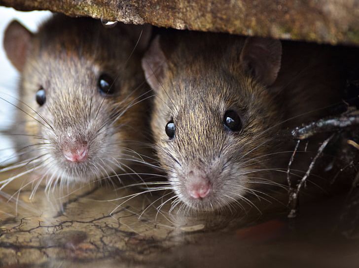 Brown Rat Mouse Rodent Black Rat Pest Control PNG, Clipart, Animals, Black Rat, Brown Rat, Dormouse, Fauna Free PNG Download