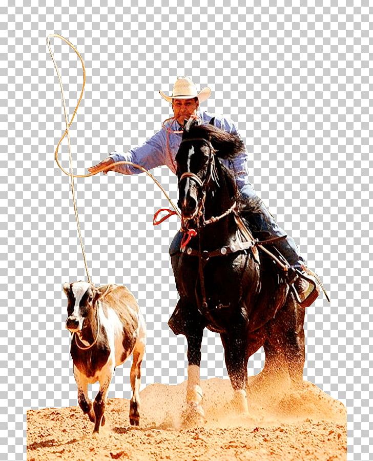 Rodeo Stallion Rein Mustang Western Riding PNG, Clipart, Animal Sports, Bridle, Cowboy, Equestrian, Equestrian Sport Free PNG Download