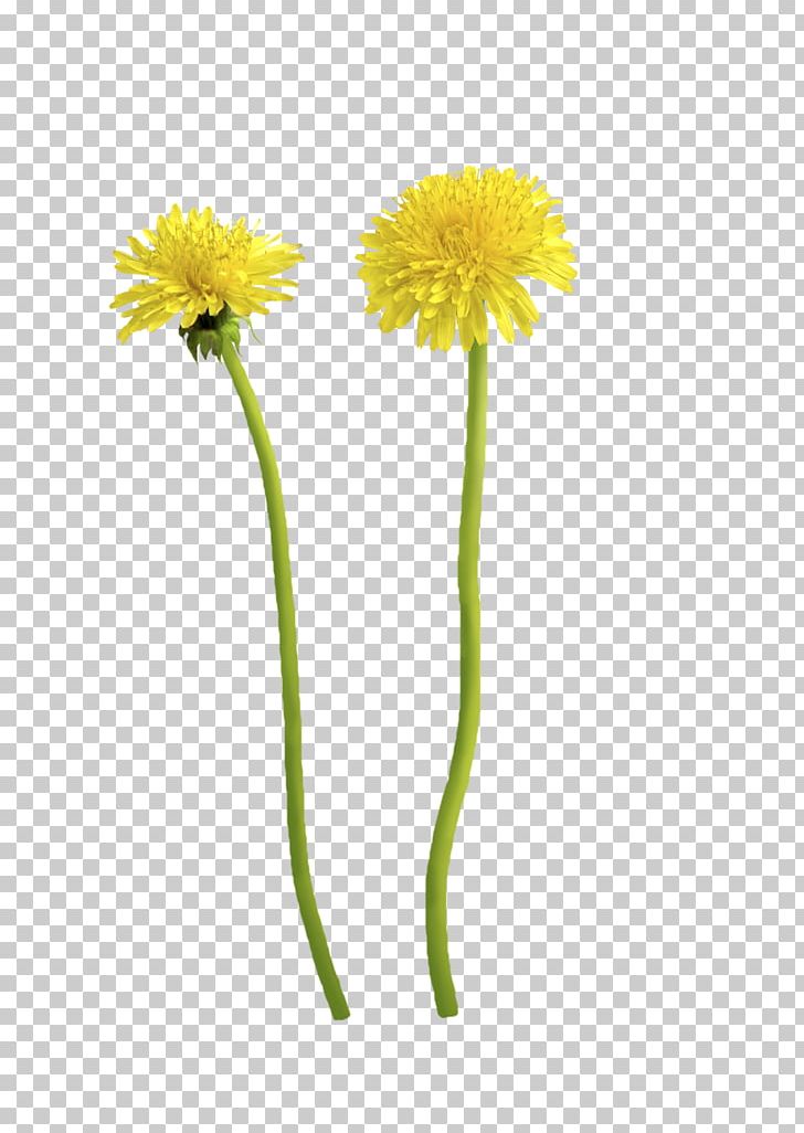 Dandelion Cut Flowers Transvaal Daisy Plant Stem PNG, Clipart, Cut Flowers, Daisy, Daisy Family, Dandelion, Flower Free PNG Download