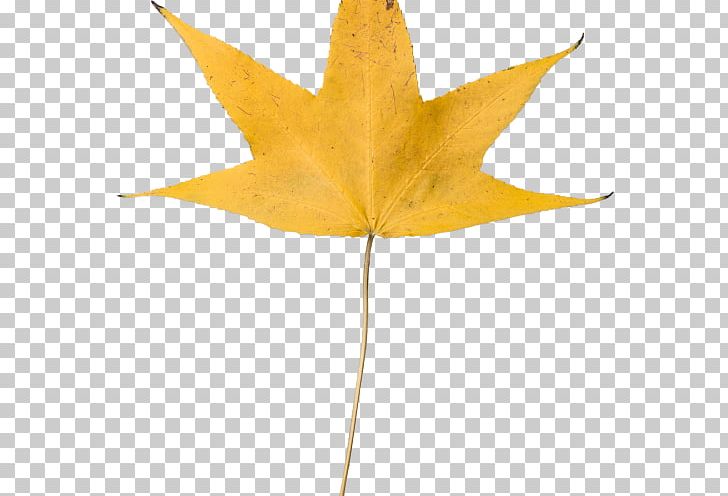 Desktop Leaf What Happens In Fall? PNG, Clipart, 1080p, Abstract, Autumn, Autumn Leaf Color, Color Free PNG Download