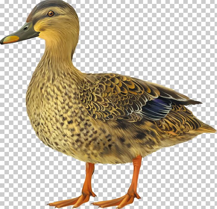 Mallard Duck PNG, Clipart, Anas, Animals, Anseriformes, Beak, Bird Free PNG Download