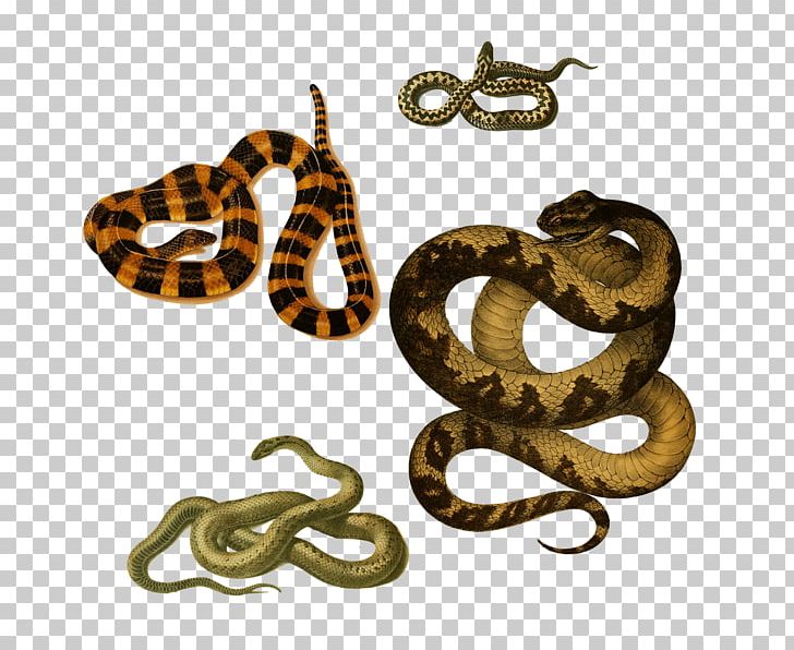 Snake Reptile Banded Krait Bungarus Caeruleus Common Krait PNG, Clipart, Animals, Banded Krait, Boa Constrictor, Boas, Body Jewelry Free PNG Download
