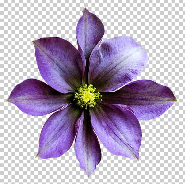 Sweet Violet Flower Purple PNG, Clipart, Clematis, Floral Design, Flower, Flowering Plant, Lossless Compression Free PNG Download