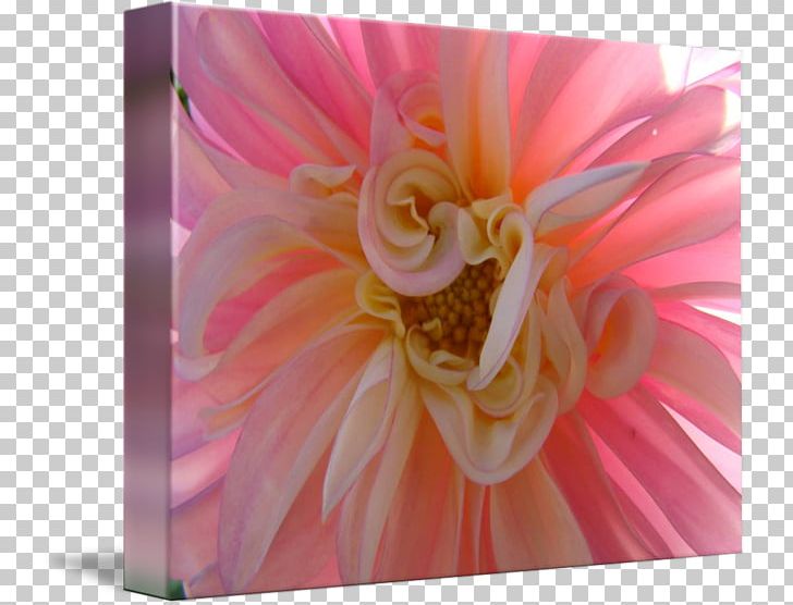 Transvaal Daisy Floristry Cut Flowers Rose Family Dahlia PNG, Clipart, Closeup, Cut Flowers, Dahlia, Daisy, Daisy Family Free PNG Download