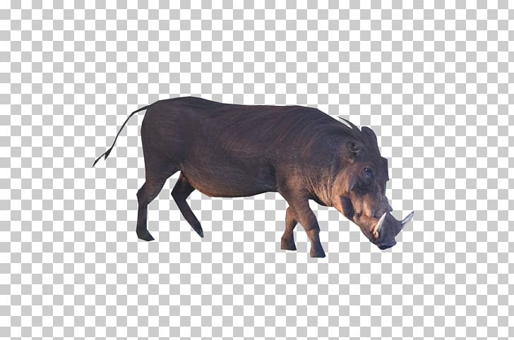 Wild Boar Common Warthog Portable Network Graphics Transparency Desktop PNG, Clipart, Cattle, Cattle Like Mammal, Common Warthog, Desktop Wallpaper, Download Free PNG Download
