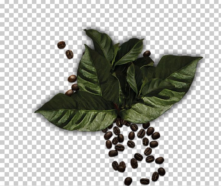 Leaf Herbalism Superfood Tree PNG, Clipart, Fruit, Herb, Herbal, Herbalism, Leaf Free PNG Download