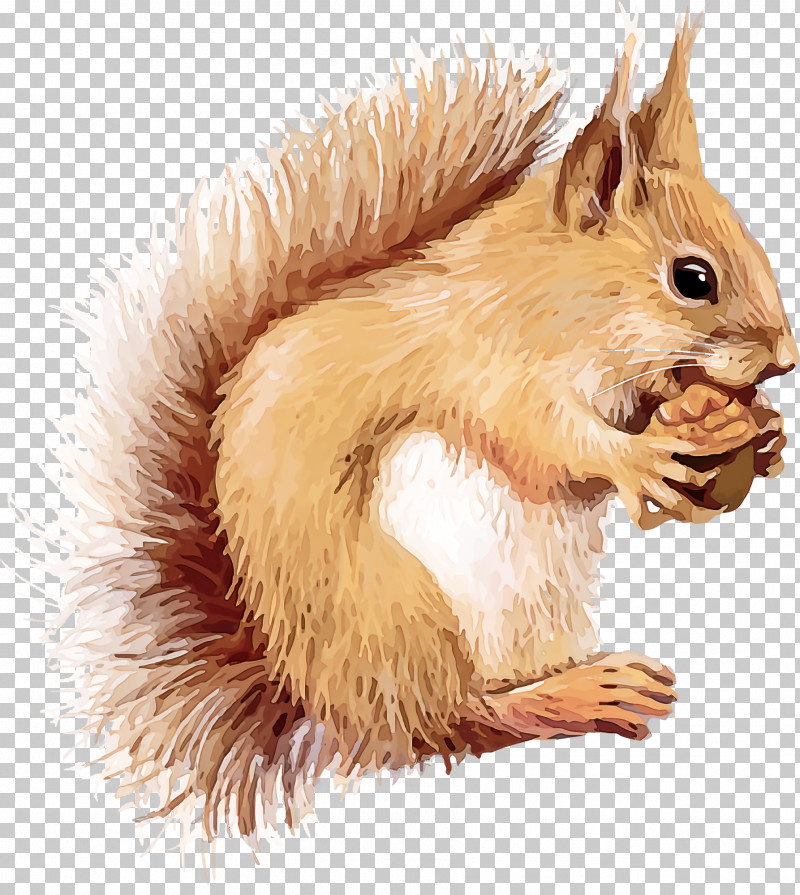 Squirrel Acorns PNG, Clipart, Acorns, Eurasian Red Squirrel, Fawn, Fox Squirrel, Grey Squirrel Free PNG Download