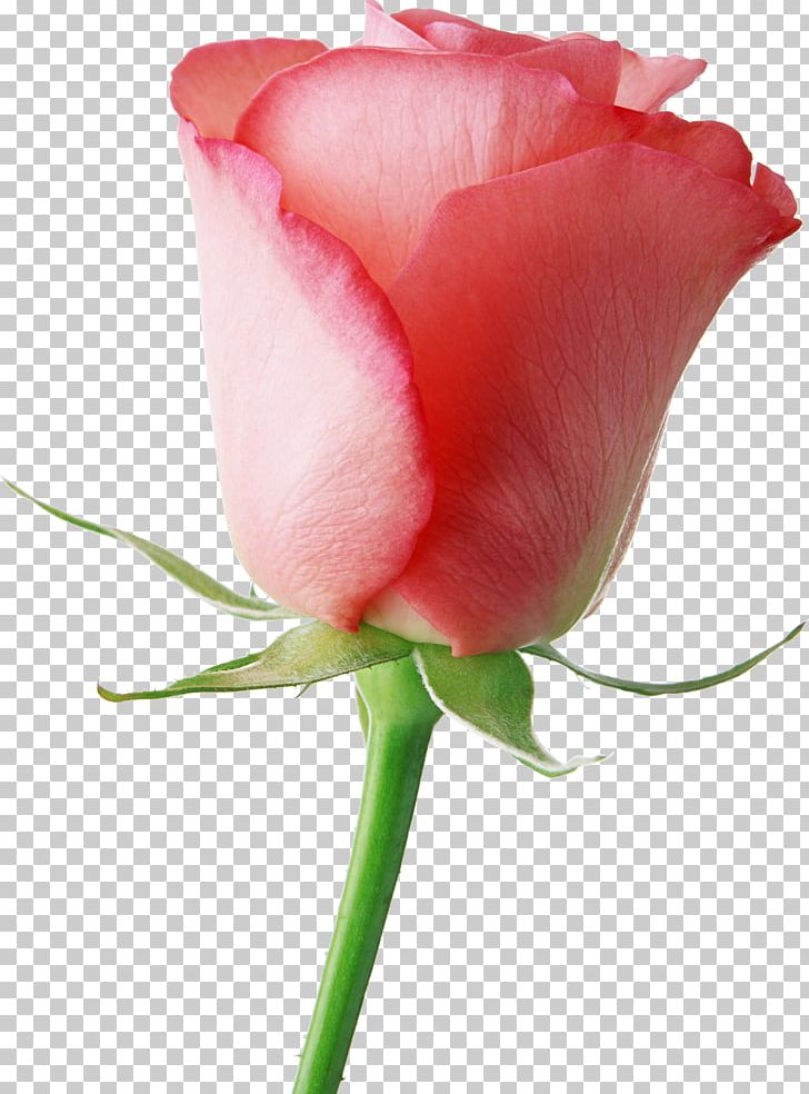 Brazil Flower Rose Valentines Day Gifts PNG, Clipart, Brazil, Bud, China Rose, Closeup, Cut Flowers Free PNG Download
