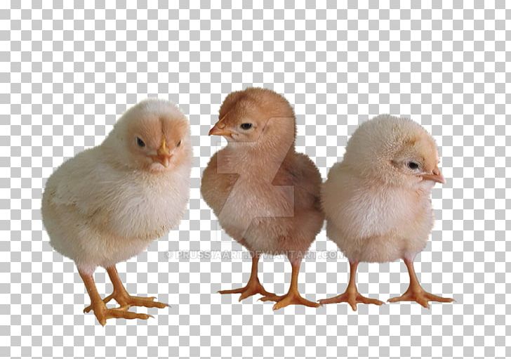 Chicken Livestock Bird PNG, Clipart, Animals, Beak, Bird, Blog, Chicken Free PNG Download