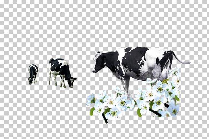 Dairy Cattle Milk Calf PNG, Clipart, Animals, Calf, Cattle, Cattle Like Mammal, Cow Free PNG Download