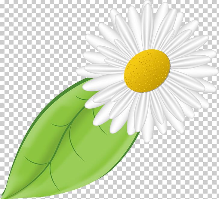 Daisy Family German Chamomile Flower PNG, Clipart, Advertising, Camomile, Cut Flowers, Daisy, Daisy Family Free PNG Download