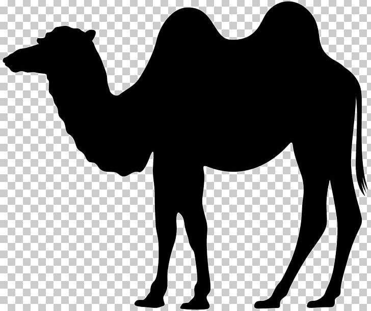 Dromedary Silhouette PNG, Clipart, Animal, Arabian Camel, Black And White, Camel, Camel Like Mammal Free PNG Download