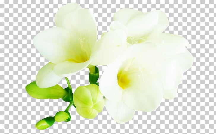 Petal Cut Flowers Bud Floral Design PNG, Clipart, Branch, Bud, Cicek, Cicek Resimleri, Cut Flowers Free PNG Download