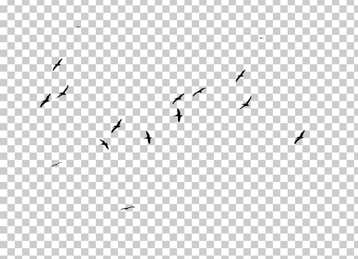 Black And White Line Point Angle PNG, Clipart, Angle, Animals, Birds, Black, Black And White Free PNG Download