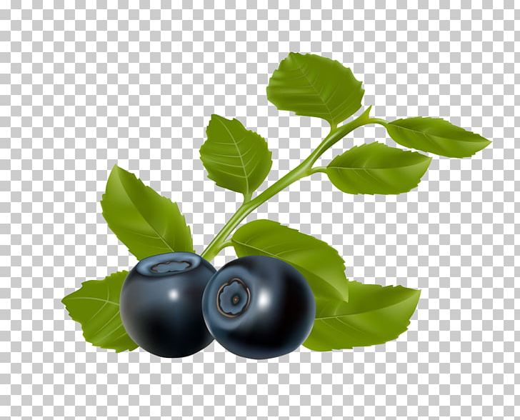 Blueberry Chokeberry PNG, Clipart, Alpha Arbutin, Arbutin, Axe7axed Palm, Berry, Bilberry Free PNG Download