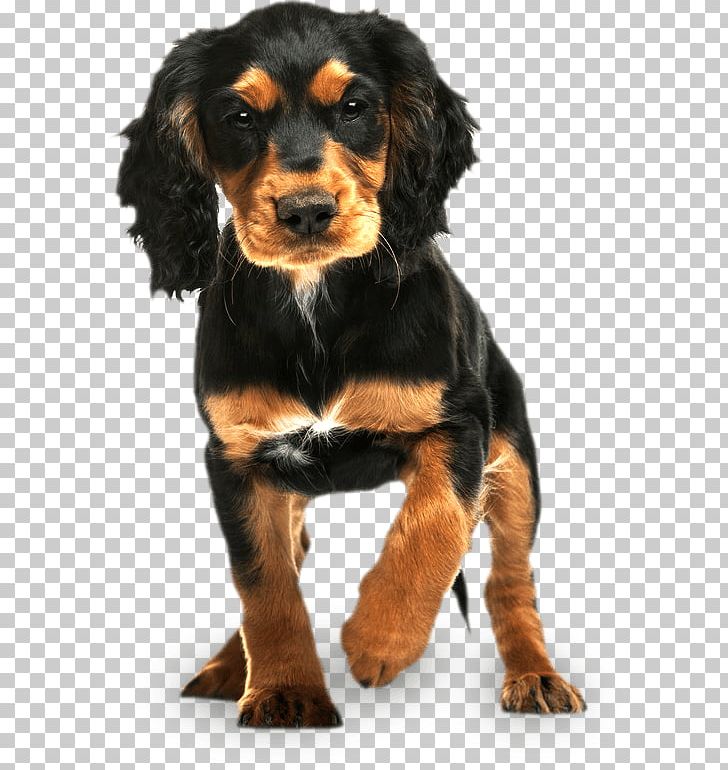 English Cocker Spaniel Rottweiler Puppy English Springer Spaniel PNG, Clipart, Animals, Austrian Black And Tan Hound, Black And Tan Coonhound, Breed, Breeder Free PNG Download