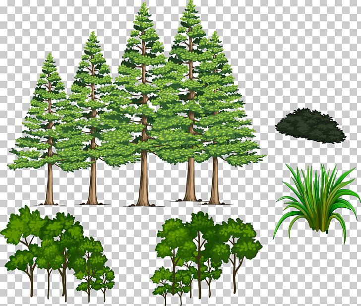 Fir Pine Spruce Shrub PNG, Clipart, Conifer, Element, Euclidean Vector, Evergreen, Flowerpot Free PNG Download