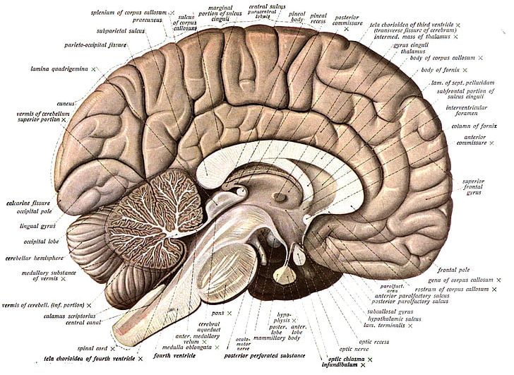 Human Brain Anatomy Diagram Human Body PNG, Clipart, Anatomy, Body Brain, Brain, Diagram, Function Free PNG Download