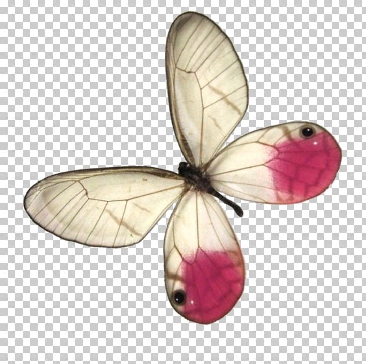 Butterfly Insect Pollinator PNG, Clipart, Animal, Butterflies And Moths, Butterfly, Com, Insect Free PNG Download