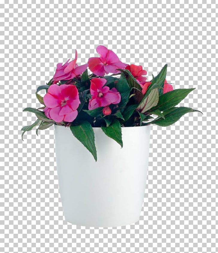 Impatiens Balsamina Impatiens Walleriana Houseplant Flower PNG, Clipart, Artificial Flower, Botany, Flower Arranging, Flower Pot, Flowers Free PNG Download