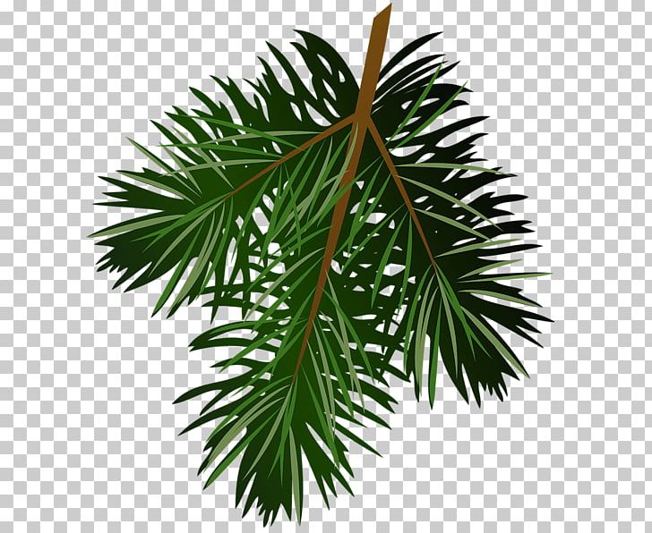 Pine Branch Conifer Cone PNG, Clipart, Arecales, Borassus Flabellifer, Branch, Christmas, Christmas Tree Free PNG Download
