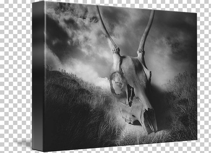 Still Life Photography Wildlife Fauna PNG, Clipart, Black And White, Deer Skull, Fauna, Monochrome, Monochrome Photography Free PNG Download