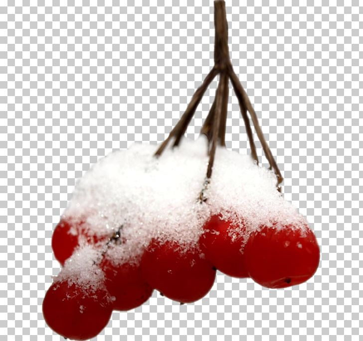 Berry Mountain-ash Snow Winter PNG, Clipart, Auglis, Berry, Christmas Ornament, Digital Image, Food Free PNG Download