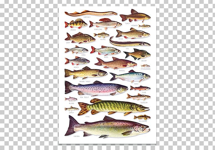Freshwater Fish Of The Northeast Northern Pike Guide To Freshwater Fish Of Britain And Europe United Kingdom PNG, Clipart, Aquariums, Asian Freshwater Fishes, Fish, Fishing, Fishkeeping Free PNG Download