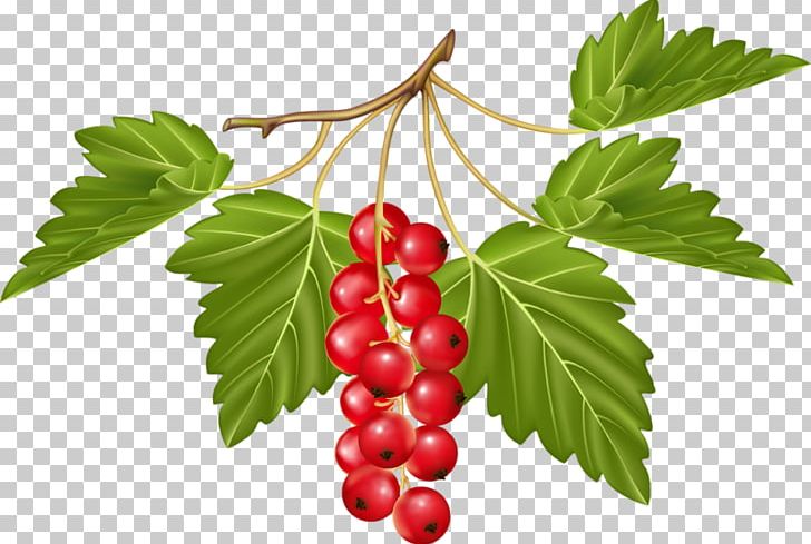Fruit Berry Juice Vegetable Redcurrant PNG, Clipart, Coffee, Currant, Food, Fruit, Fruit Nut Free PNG Download