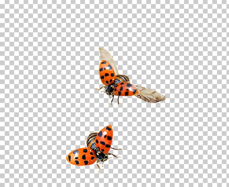 Ladybird Insect Nymphalidae PNG, Clipart, Ado, Animal, Brush Footed Butterfly, Cartoon, Cuteness Free PNG Download