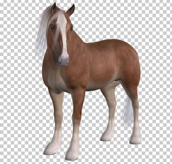 Mare Foal Mustang Stallion Colt PNG, Clipart, Animaux, Bisou, Cheval, Colt, Dog Free PNG Download