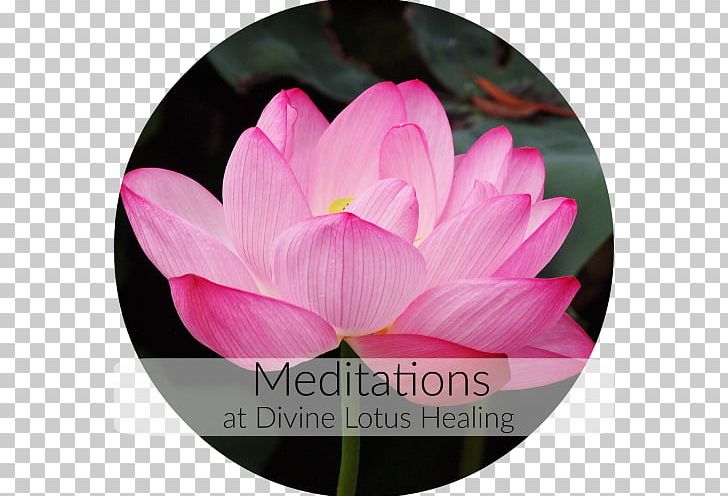 Nelumbo Nucifera Buddhist Meditation Buddhism Water Lilies PNG, Clipart, Aquatic Plant, Buddhism, Buddhist Meditation, Buddhist Philosophy, Chakra Free PNG Download